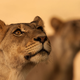 Illustration for article titled Wildlife Photo Contest Shows Nature Can Be Cruel—But Also Kind
